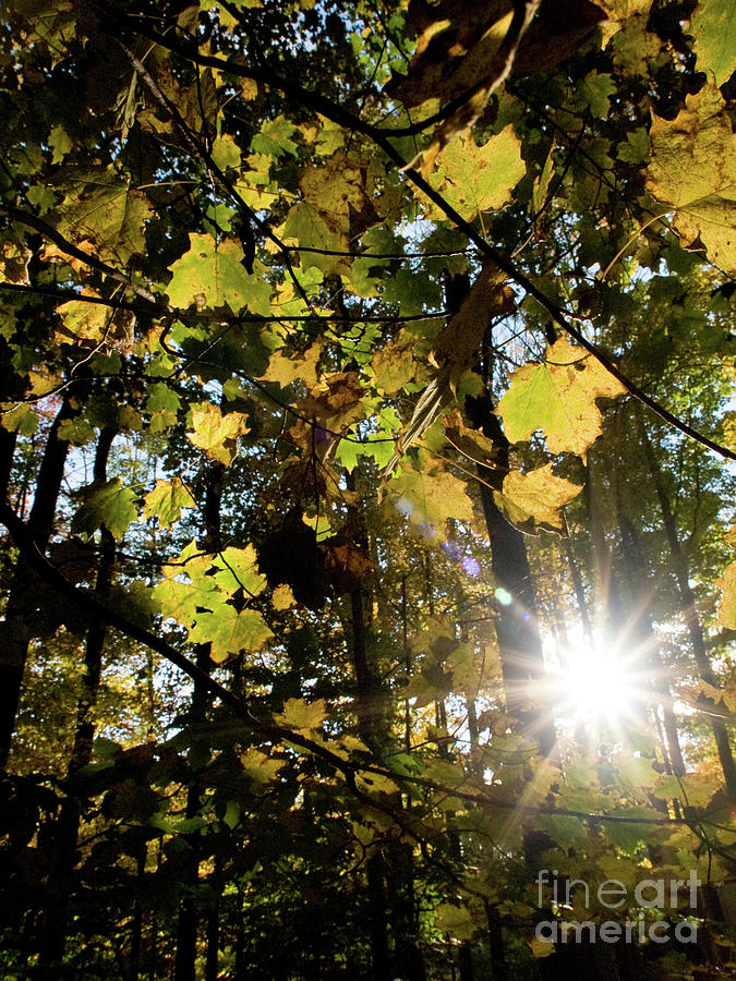 Autumn Sunstar 3 Photograph by Dorothy Lee