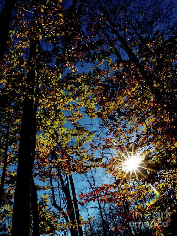 Autumn Sunstar 4 Photograph by Dorothy Lee