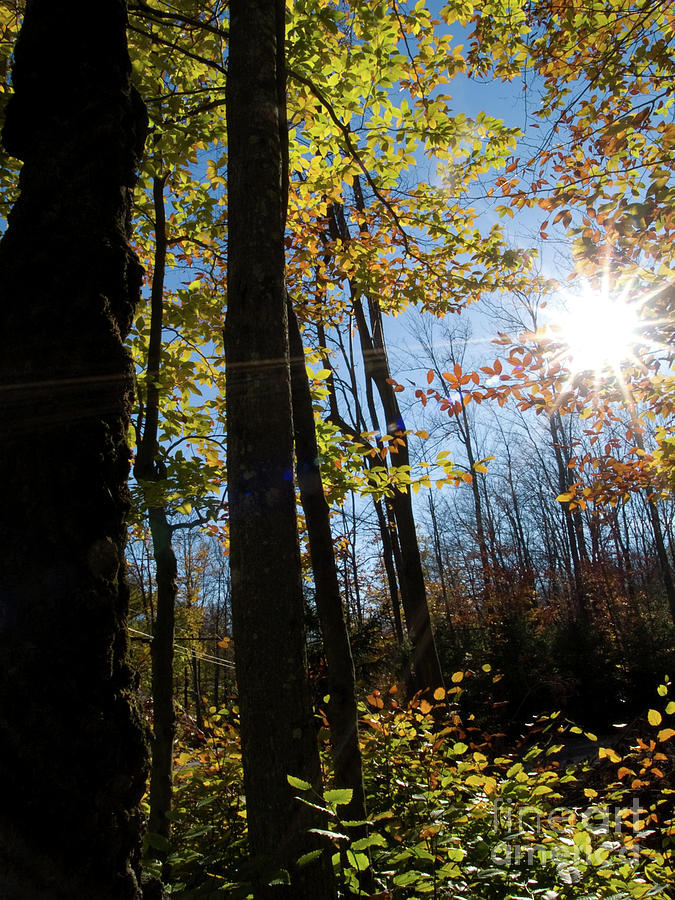 Autumn Sunstar 5 Photograph by Dorothy Lee