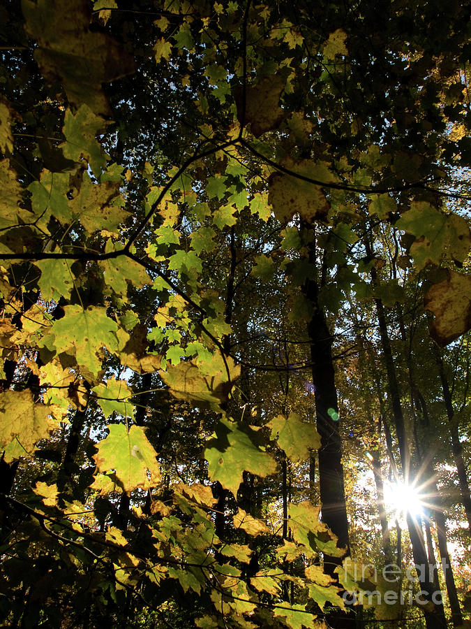 Autumn Sunstar Photograph by Dorothy Lee