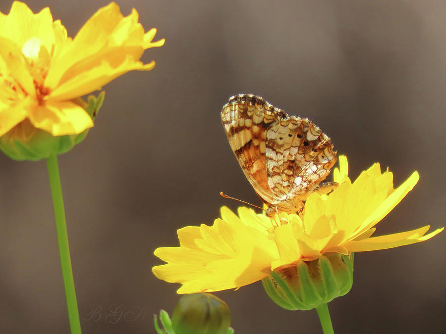 Autumn Surprise - Butterfly and Flowers - Nature Photography - Flying Insect on a Yellow Flower Photograph by Brooks Garten Hauschild