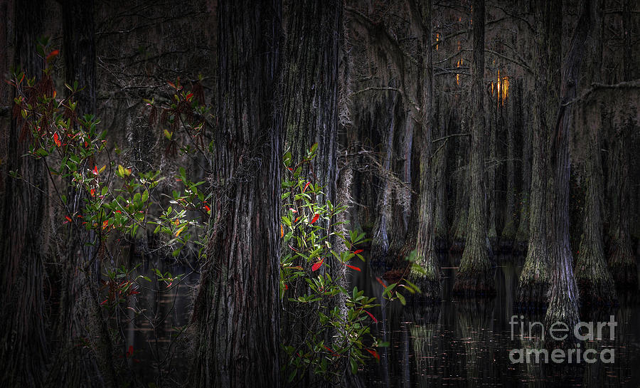 Autumn Swamp Sunrise Photograph by Doug Sturgess