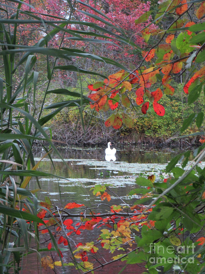 Autumn Swan Long Island Photograph by Mars Besso