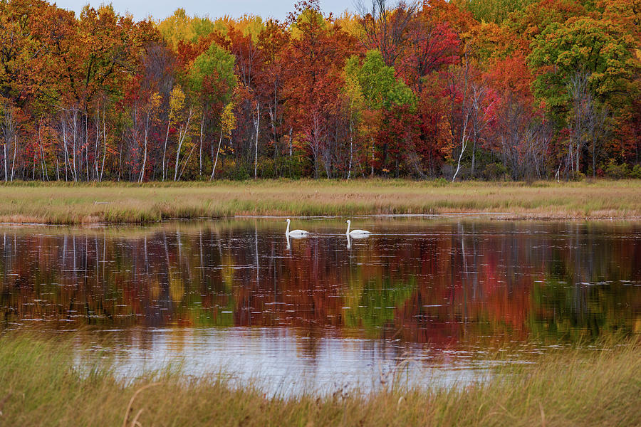 Fall Photograph - Autumn Swan Song by Steve Luther
