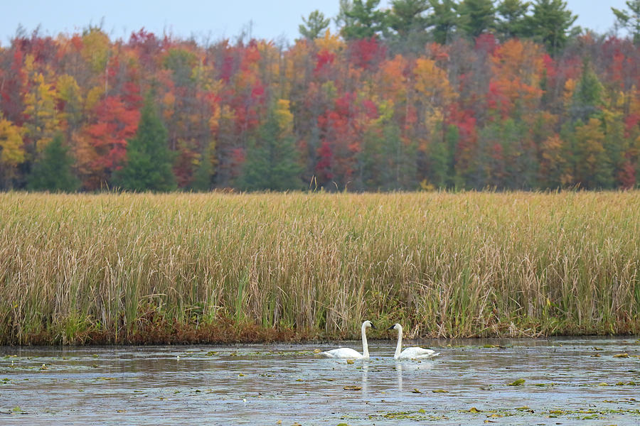 Autumn Swans Photograph by Brook Burling