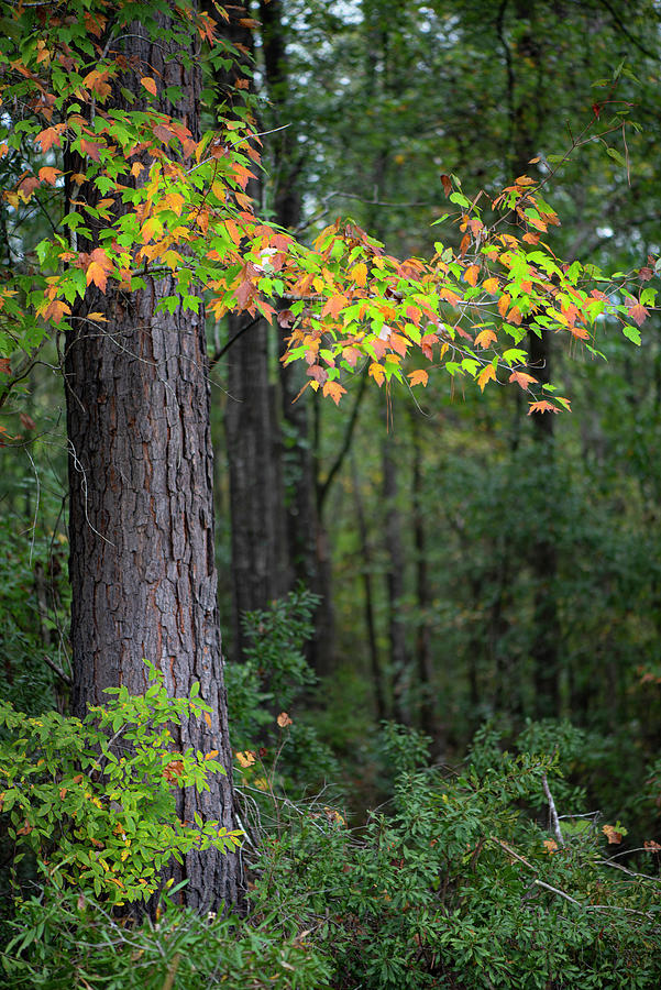 Autumn Photograph - Autumn Sweet-gum Leaves by Karen Rispin