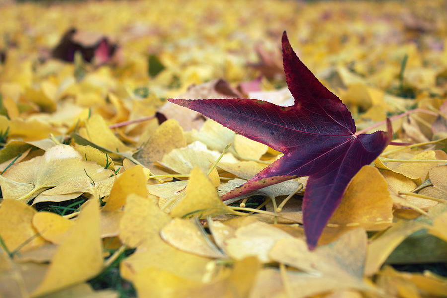 Autumn Sweetgum Leaf Photograph by Joseph Skompski