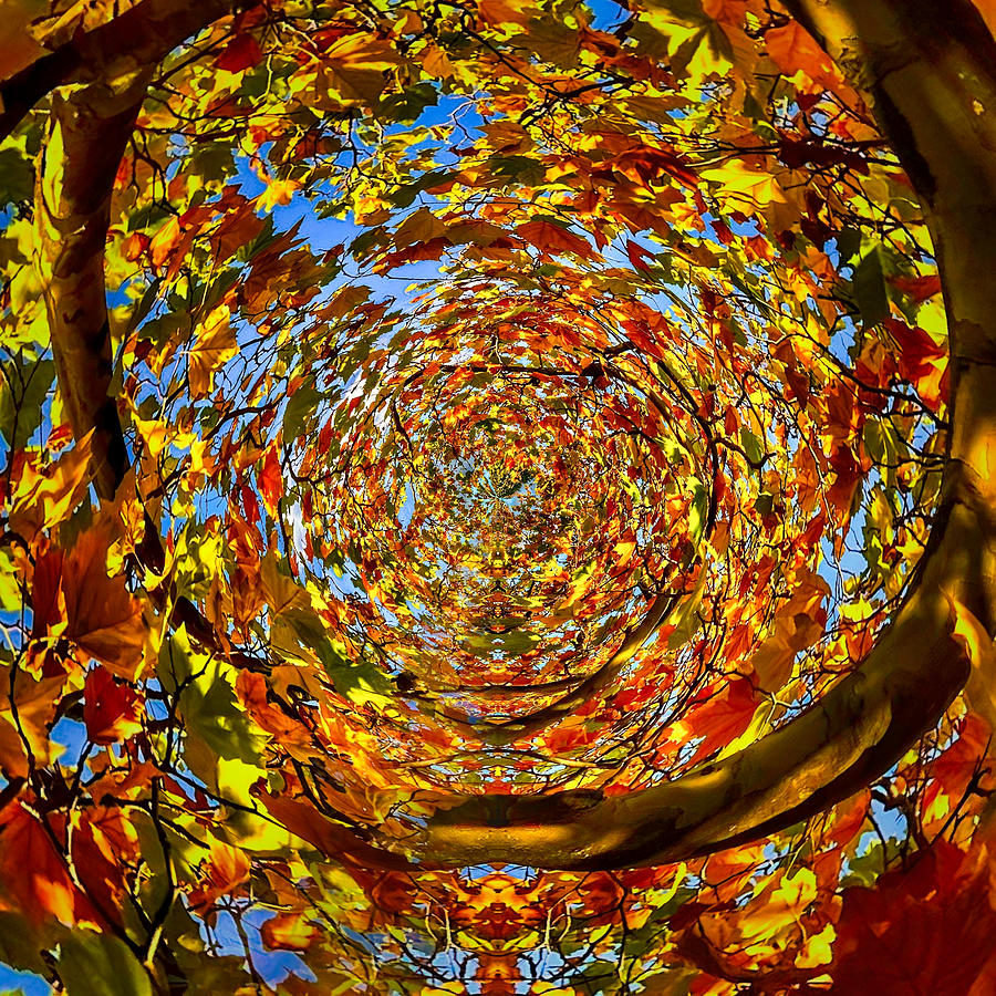 Autumn Swirl Photograph by S J Bryant