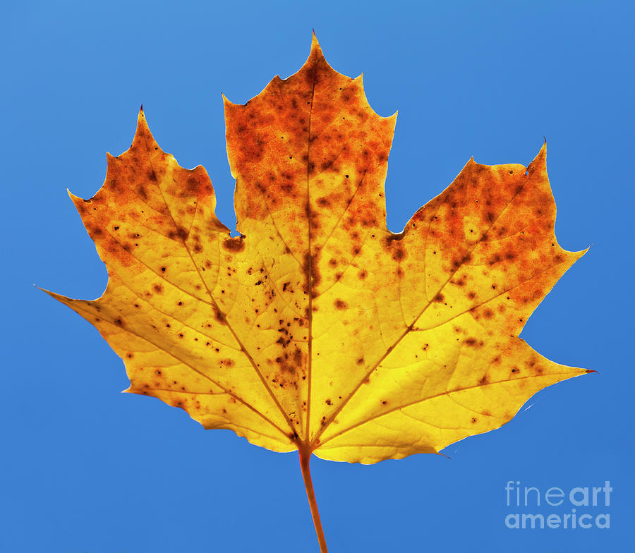 Autumn Sycamore Leaf close up against blue sky Photograph by Neale And Judith Clark