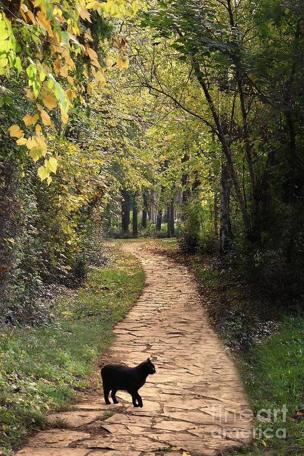 Autumn Symphony and Black Cat  Photograph by Leonida Arte
