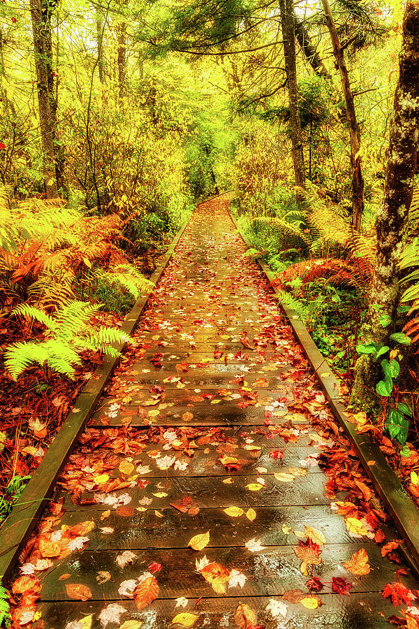 Autumn Take a Hike on Color Photograph by Dan Carmichael