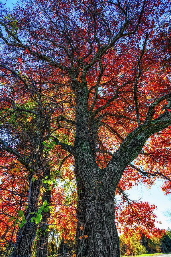 Autumn Tall Autumn Red Photograph by Dan Carmichael