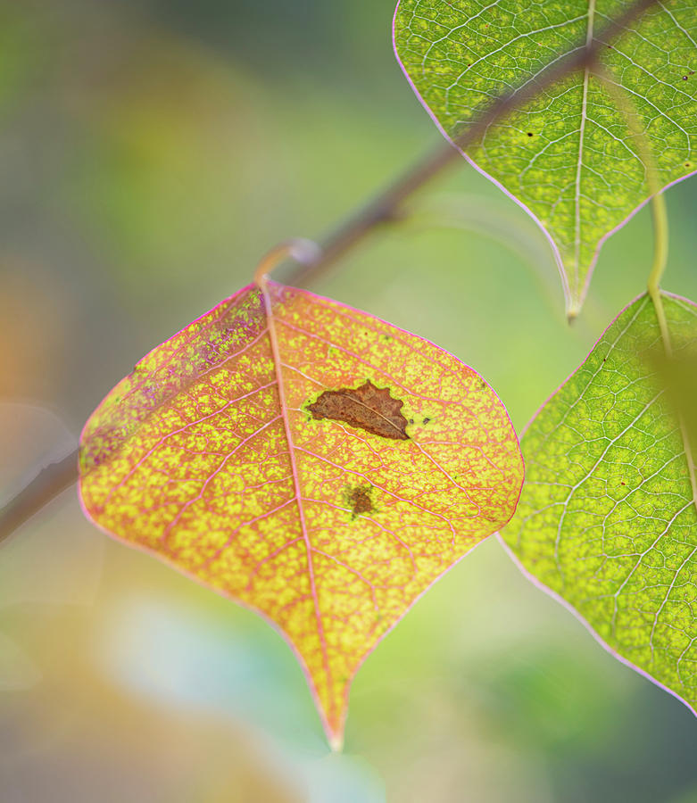 Fall Photograph - Autumn Tallow Leaves by Phil And Karen Rispin