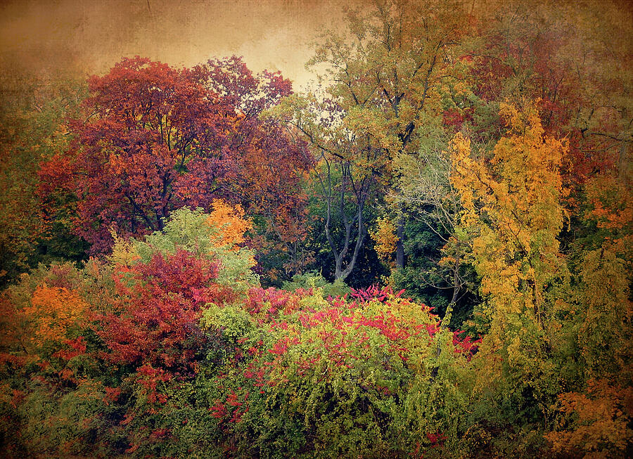 Autumn Tapestry Photograph by Jessica Jenney