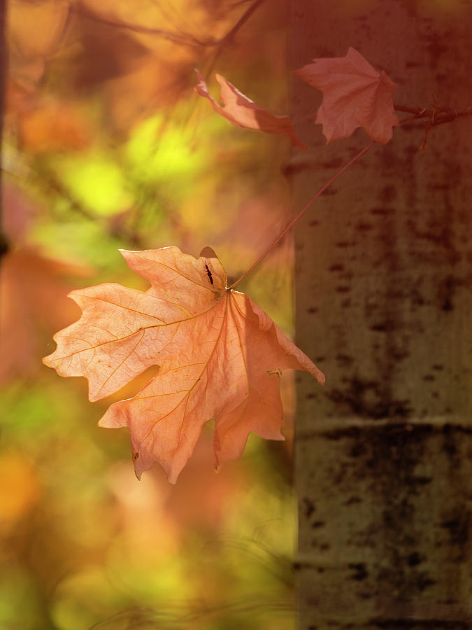 Autumn Teardrop Photograph by Sue Cullumber