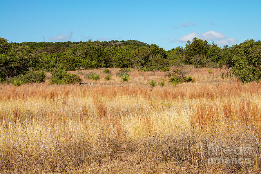 Autumn Texas Hill Country Grasses Photograph by Bob Phillips