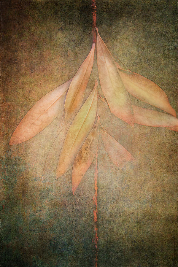 Autumn Textured Leaves Digital Art by Terry Davis