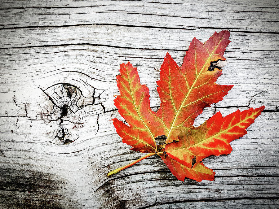 Fall Photograph - Autumn textures by Alexey Stiop
