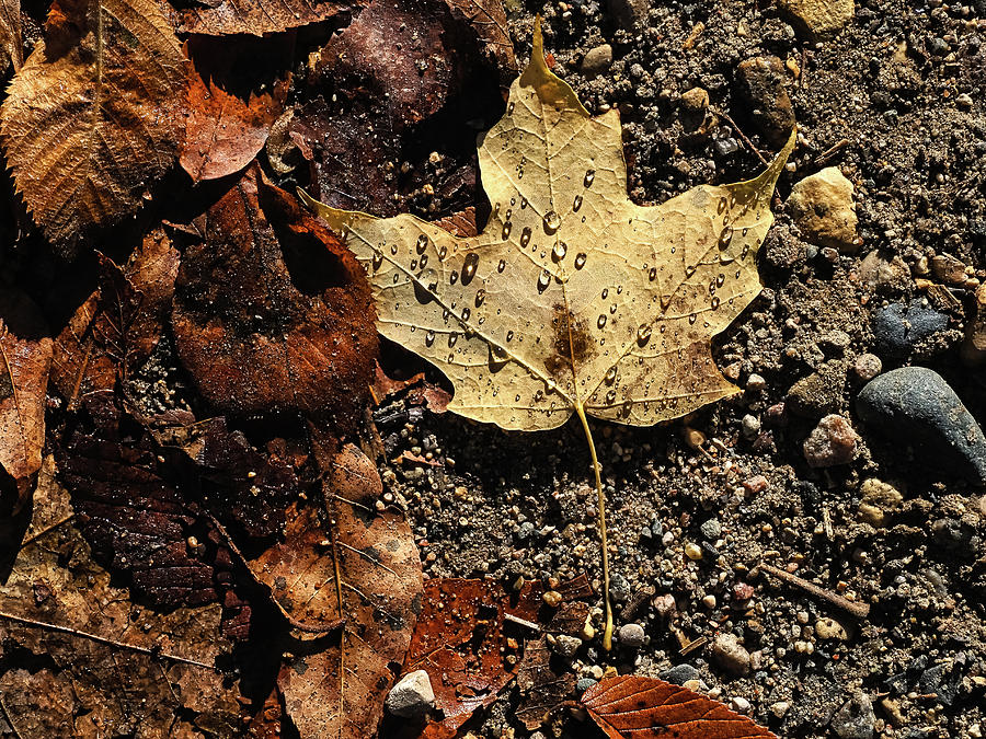 Autumn Textures Photograph by Penny Meyers