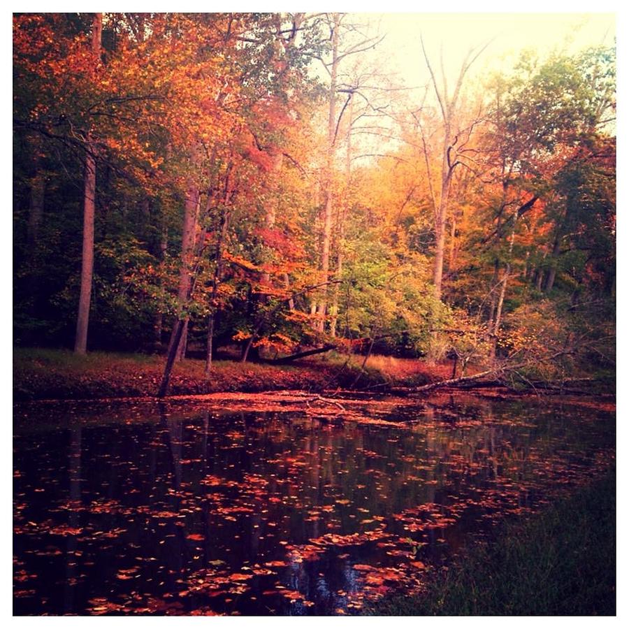 Autumn The Beautiful Photograph By Cheryl Smith Fine Art America