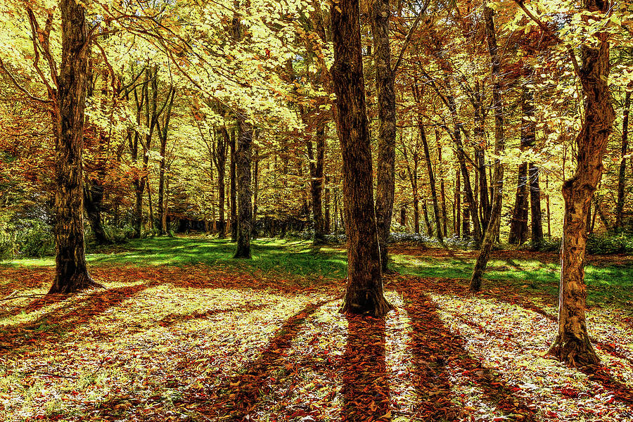 Tree Photograph - Autumn the Season of Death ap by Dan Carmichael