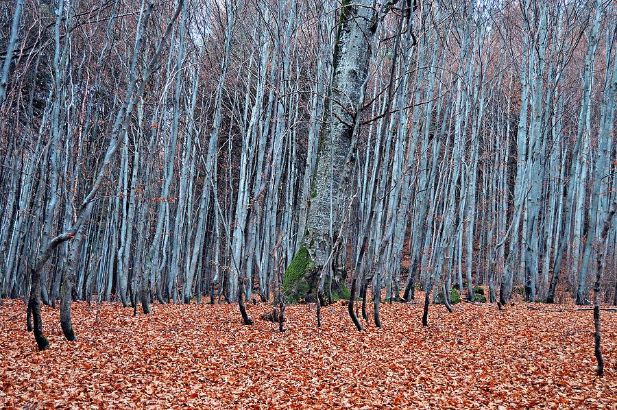 Autumn by Thomas Schroeder Autumn by Thomas Schroeder