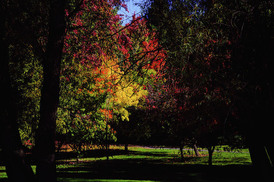 Autumn Through the Shadows Photograph by David Patterson