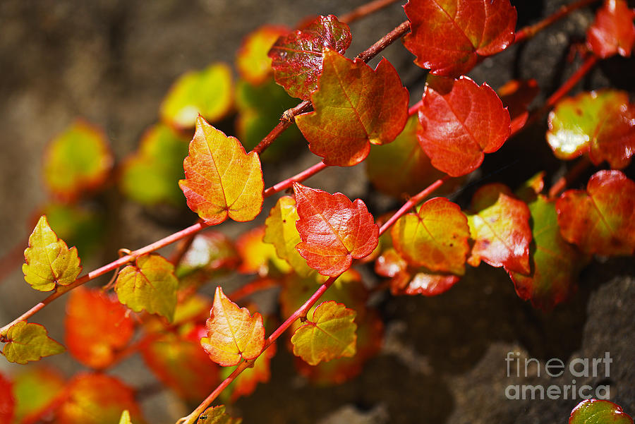 Autumn Toned Vine Leaves  Photograph by Joy Watson