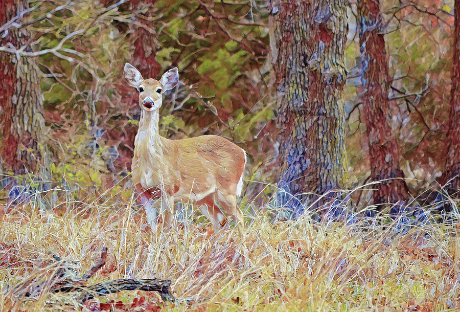 Autumn Tones Deer Art In The Wild Digital Art By Gaby Ethington - Fine ...