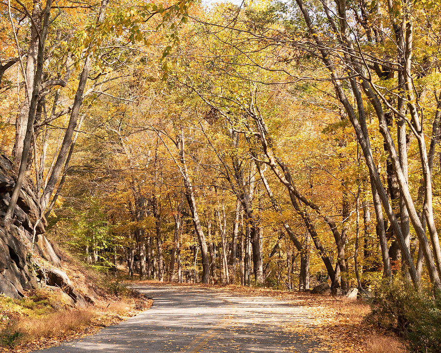 Fall Photograph - Autumn Trail by Alexander Mendoza
