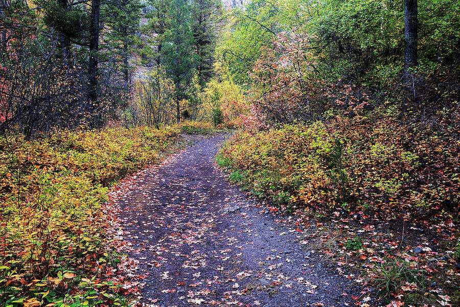 Autumn trail along Palisades Creek in Idaho USA Photograph by Vishwanath Bhat