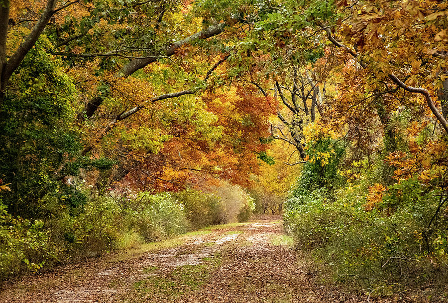 Autumn Trail Photograph by Cathy Kovarik
