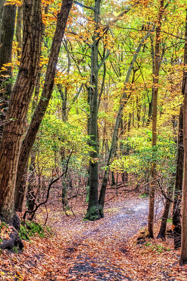 Autumn Trail Photograph by Gary Slawsky