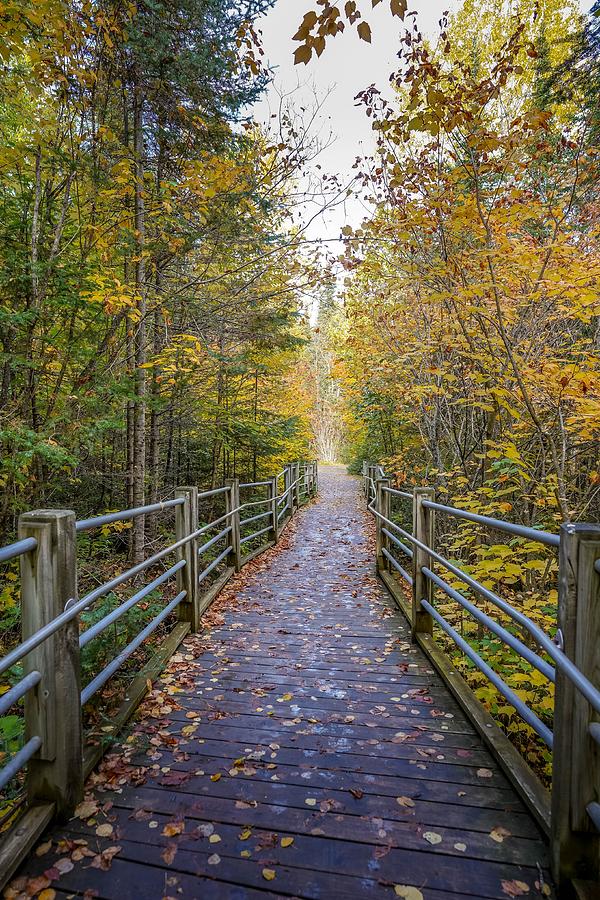 Autumn Trail in Grand Portage Photograph by Susan Rydberg
