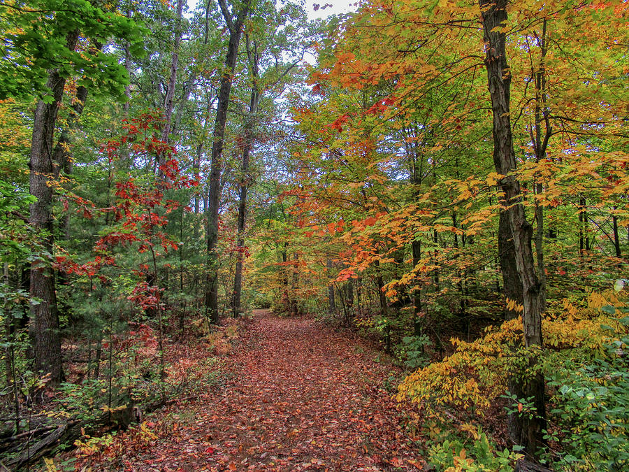 Autumn Trail In North Beverly Photograph