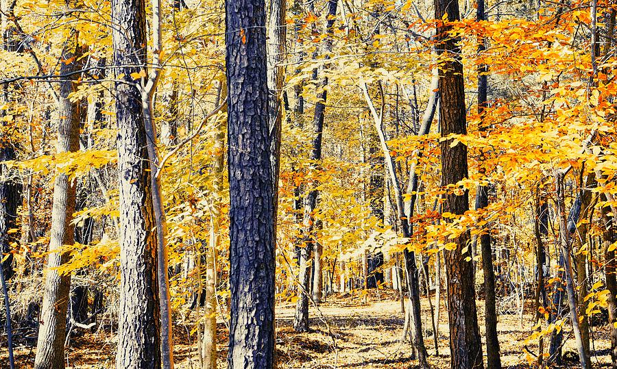 Autumn Trails Photograph by Montez Kerr