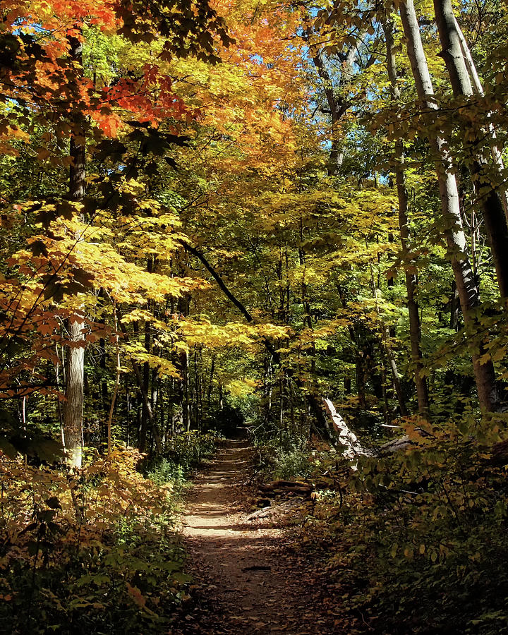 Autumn Trails Photograph by Scott Olsen