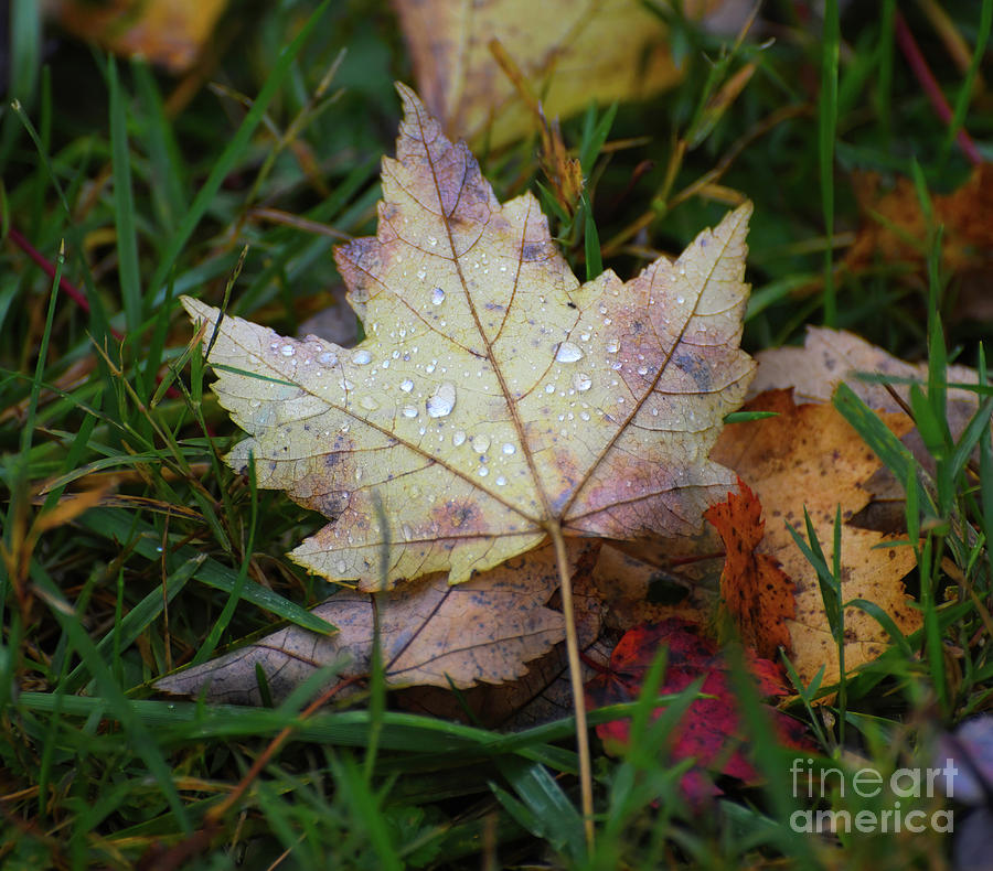 Autumn Treasures Photograph by Kerri Farley