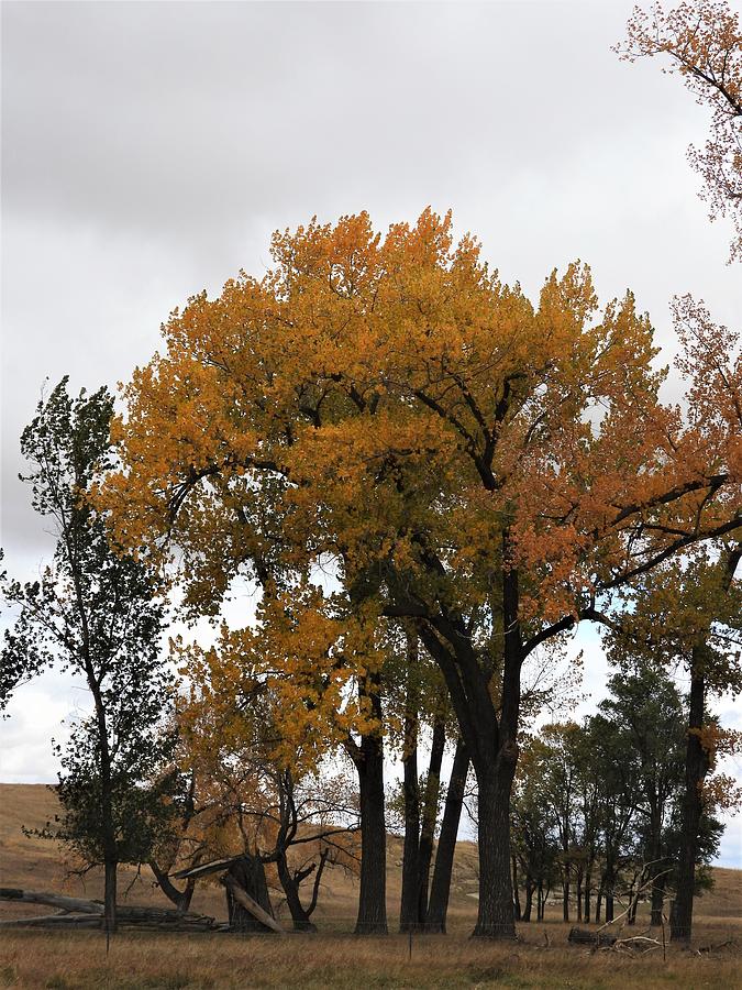Autumn Tree Photograph by Amanda R Wright