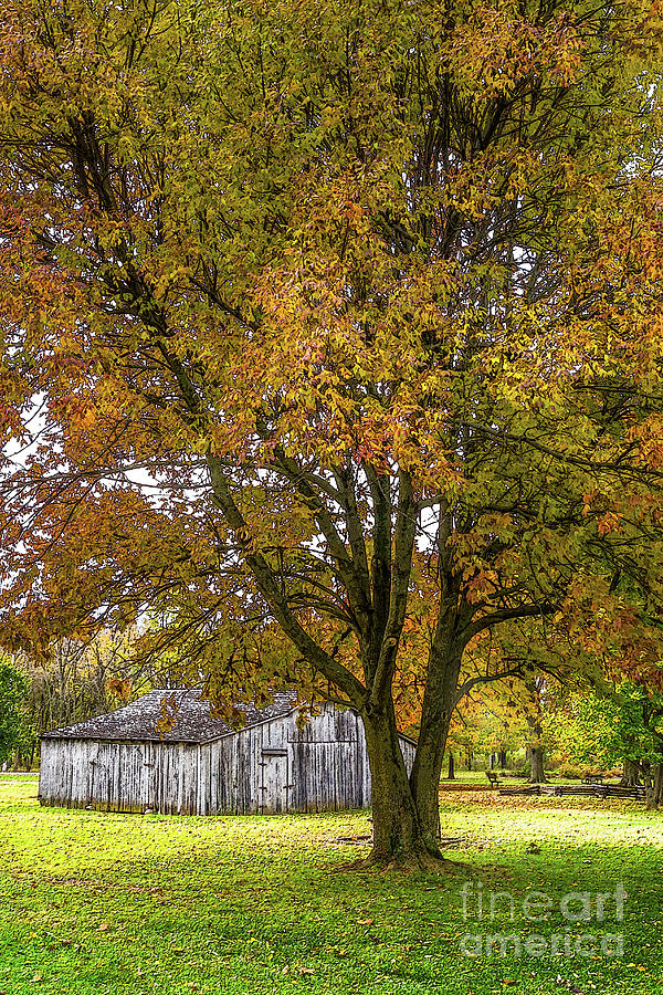 Fall Mixed Media - Autumn Tree And Barn Painterly by Jennifer White