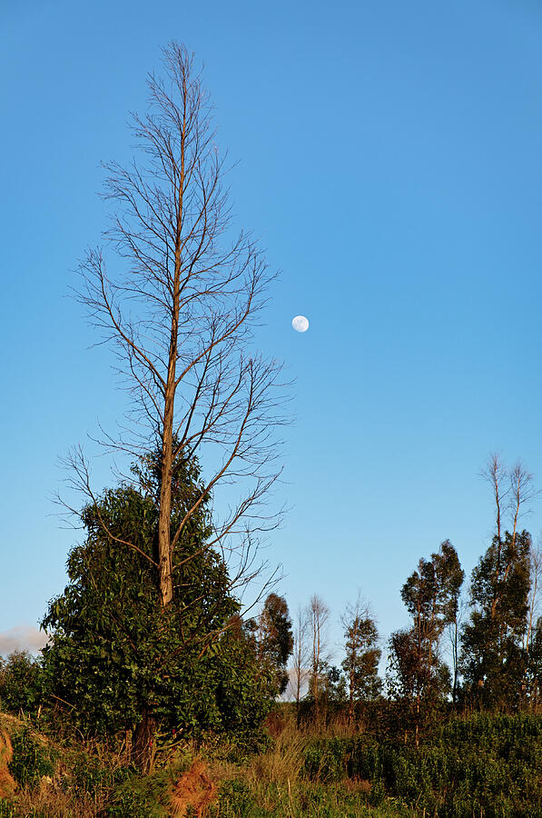Autumn Tree and Moon Photograph by Angelo DeVal