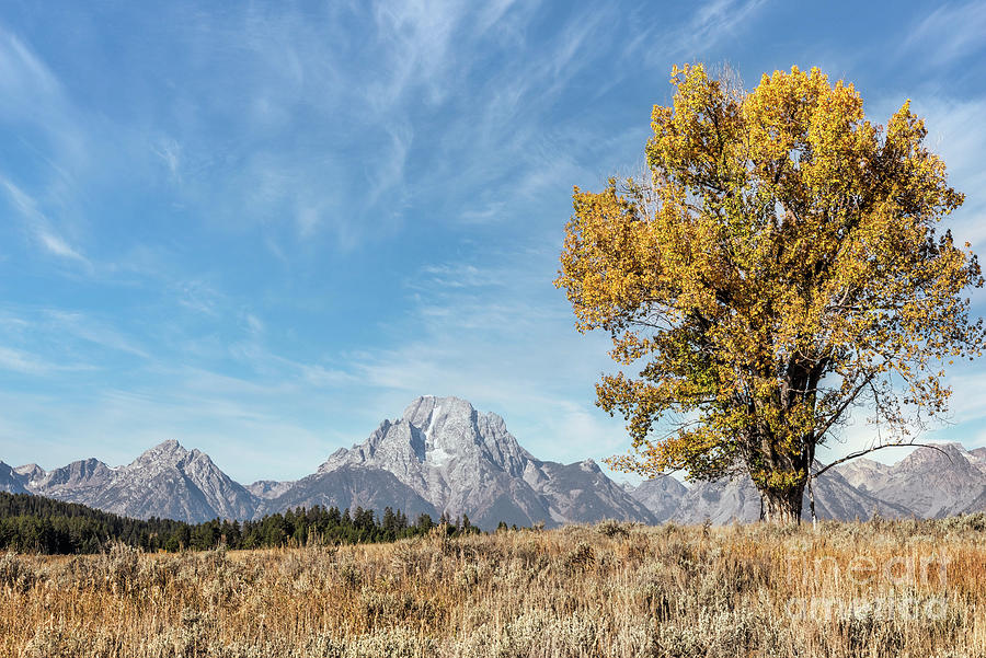 Autumn Tree And Mount Moran 1 Photograph by Al Andersen