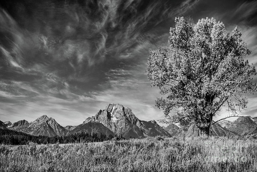 Autumn Tree And Mount Moran 1 BW Photograph by Al Andersen