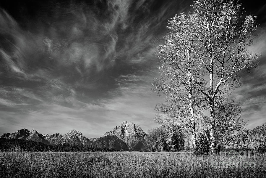 Autumn Tree And Mount Moran 2 BW Photograph by Al Andersen