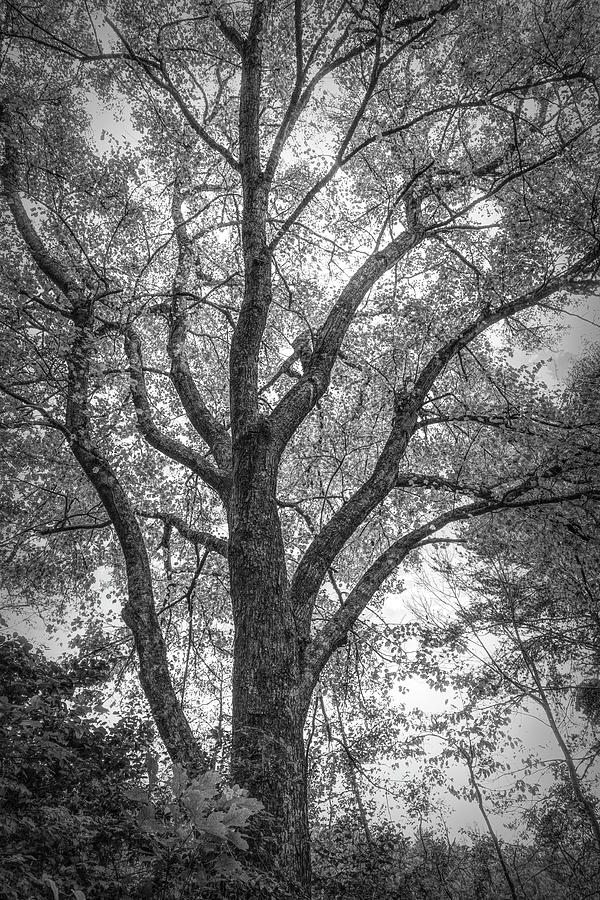 Autumn Tree at the Edge of the Pond in Black and White Photograph by Debra and Dave Vanderlaan