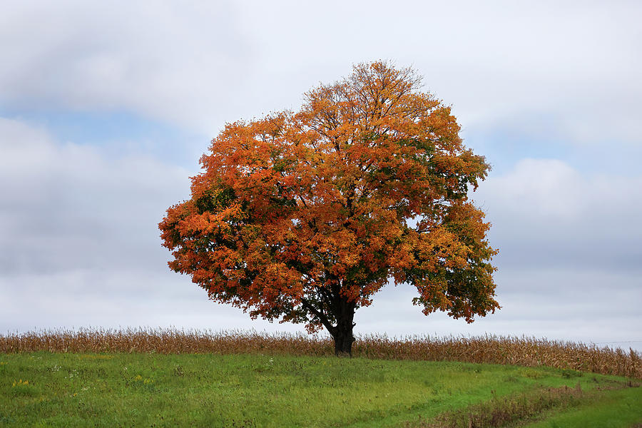 Autumn Tree Photograph by Brook Burling