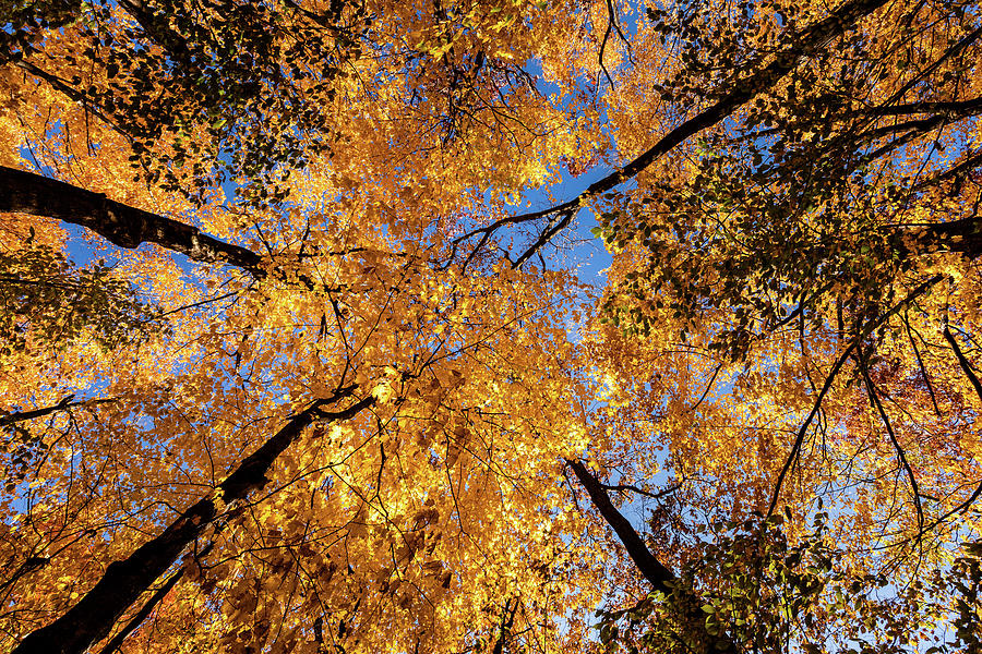 Autumn Tree Canopy 2 Photograph by Craig A Walker