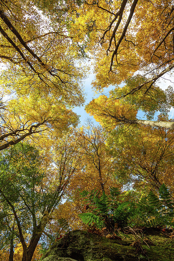 Autumn Tree Canopy Photograph by Dale Kincaid