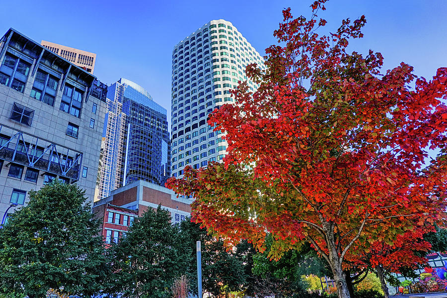 Autumn Tree in Boston Massachusetts on the Rose Kennedy Greenway Atlantic Ave Photograph by Toby McGuire