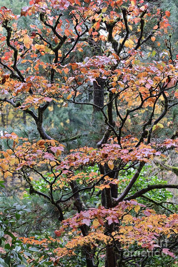 Autumn Tree in Japanese Garden Photograph by Carol Groenen